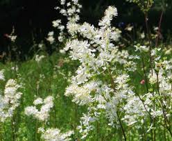 Image result for Hyparrhenia filipendula