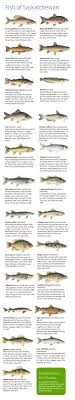 Saskatchewan Fish Saskatchewan Food Fish Chart Canoe