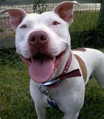 We did not find results for: American Pit Bull Terrier Dog Breed Pictures 5
