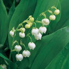 Convallaria Majalis Lily Of The Valley Fragrant Plant Woodland Plants White Flower Farm