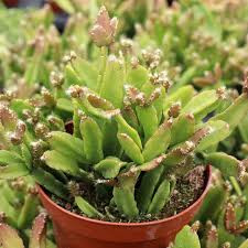 Image result for Rhaphiostylis