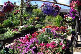 Swimming pool and spa supplies : Best Garden Centres And Plant Shops In London 24 Lush Places To Buy Plants