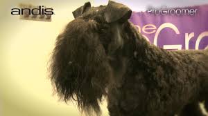Both sets of parents kc registered. Grooming Guide Kerry Blue Terrier Pet Trim Pro Groomer Youtube
