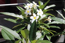 Plumeria Sp Plants Tropical Plants Frangipani