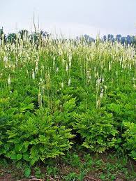 Image result for Faurea racemosa