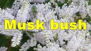 Image result for Tetradenia tanganyikae