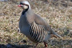 Image result for quail