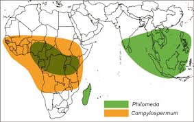 Image result for Campylospermum densiflorum