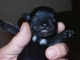 How to treat a cold at home keep your dog warm and dry. Aspiration Pneumonia In Newborn Puppy Dog Discoveries