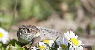 Eidechse aus stein deko gartendeko garten figur gekko salamander fair trade. Eidechsen Im Garten Mein Schoner Garten