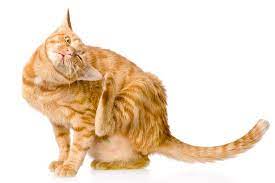 Check spelling or type a new query. Kucing Menggaruk Hingga Bulu Rontok Ini Penyebabnya Halaman All Kompas Com