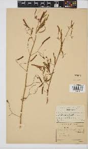 Image result for Aeschynomene nyassana