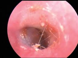 Image result for mold in the ear dog