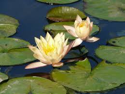 Check spelling or type a new query. Flowers Drive Durham Mapio Net