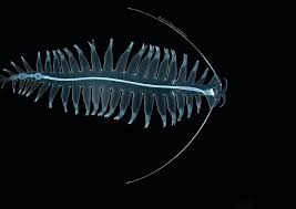 Which are nearly as long as the worm's body. These Worms Are Superheroes Of The Sea