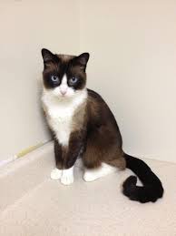 Cornered Beautiful Cat Cat Breeds Snowshoe Cat Cute Cats And Kittens