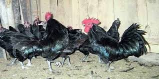 Mengenal Si Petelur Asal Jedah Ayam Elba Artikel Pertanian Terbaru Berita Pertanian Terbaru