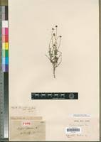 Image result for Pentzia incana