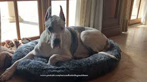 The great dane is a dog breed that symbolizes pride, compassion, power, elegance, strength, and dignity because of its sheer muscles, appearance, and large body size. 200lb Great Dane Doesn T Fit In Xxl Dog Bed Youtube