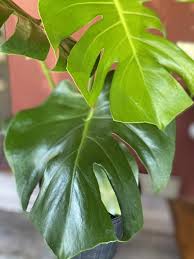 Large Monstera Deliciosa Philodendron Monstera Monstera Deliciosa Plants