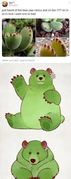 Just Heard Of The Bear Paw Cactus And Im Like Im In So In Love I Want One So Bad Ifunny Bear Paws Paw Art Paw