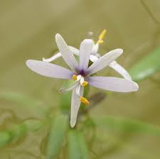 Image result for Heteranthoecia