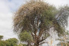 Image result for Acacia mellifera