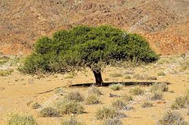 Image result for Boscia albitrunca