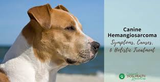 However, when you know what the clinical signs of hemangiosarcoma in dogs are, you have a better chance of successfully detecting it. Canine Hemangiosarcoma Hsa Symptoms Types And Treatment