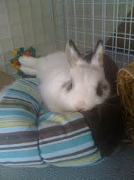 Image result for tbn:nuNU7FPK4A54yM::rvforsaleguide.com/images/bunny-resting-picture.jpg