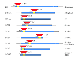 Huntington S Disease Hd Is One Of A Group Of Neurodegenerative Download Scientific Diagram