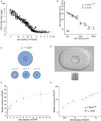 Animal cells are the types of cells that make up most of the tissue cells in animals. Frontiers Quantitative Studies For Cell Division Cycle Control Physiology