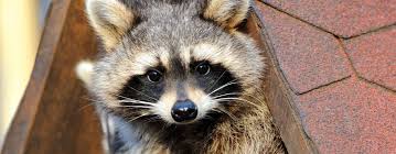 There are several ways to get rid of raccoons visiting your garden. Why Are There Raccoons On My Roof Roof Top Services