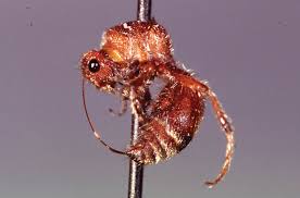 Image result for Antherotoma debilis