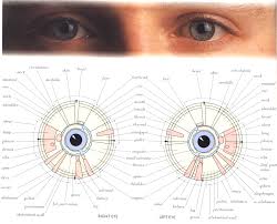 Accurate Iridology Iris Chart 2019