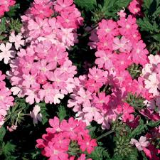 Image result for Verbena × hybrida