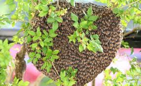 What do bumble bees eat? Should You Get Rid Of A Bumble Bee Nest Near Your Maryland Home
