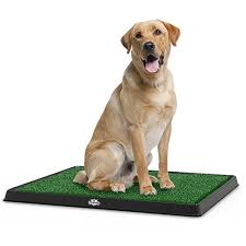 Some dogs will shred them, and then eat the bits. The 10 Best Puppy Pads Of 2021