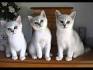 Burmilla Cat Breeders in the United States | Available Kittens