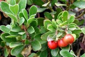 Check spelling or type a new query. Bearberry Toxicity Botanical Online
