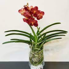 Pin On Orchid Arrangements For Any Occasion