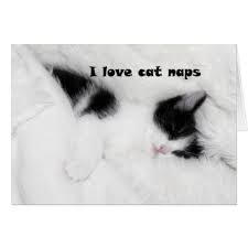 Black And White Kitty Pictures Black And White Kitten Zazzle Com Black And White Kittens White Kittens Kitten