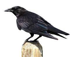 Crows Download Crow Png Download 2250 1755 Free Transparent American Crow Png Download Clip Art Library Png American Crow Crow