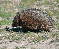 Digital echidna is proud to be part of imagine canada's caring company program. Echidnas Nsw Environment Energy And Science