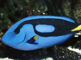 Dory is a bit of a forgetful fish, according to the classic children's film finding nemo. Please Let S Not Find Dory Why Buying A Blue Tang Is A Bad Idea 13 7 Cosmos And Culture Npr