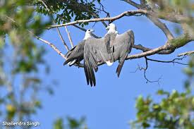 Image result for Malacca Blue 1990 Eagle