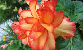 Mix one tablespoon of fish emulsion with one gallon of water and apply twice a month per plant. Begonias By The Bunch Top Tips For Growing Them Epic Gardening
