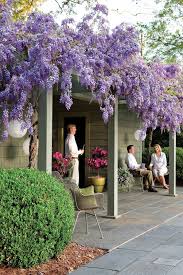 Image result for Wisteria