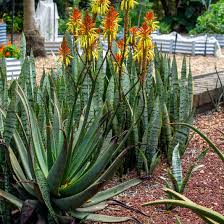 Image result for Aloe wildii