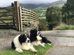 Pin Von Monika Putz Auf Hutehunde Sheep Dogs